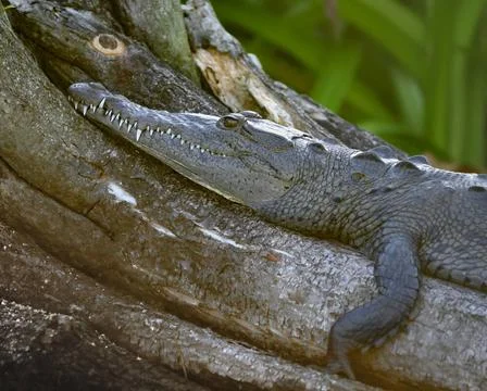 Crocodile resting on tree trunk; La Tovaro National Park in San Blas, Rivi... Stock Photos