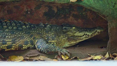 A crocodile resting under a rock 10 bit 4k 60fps Video stock 269521779