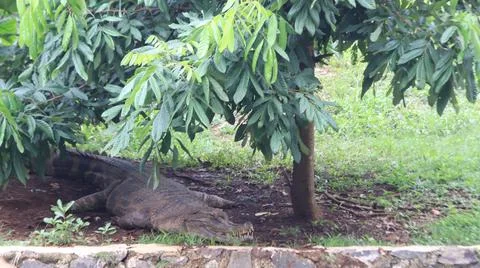 Crocodile Resting Under a Tree Stock Photos