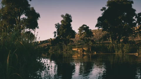 Crocodile resting by the water under trees during sunset in a calm environment Vidéo 310413022