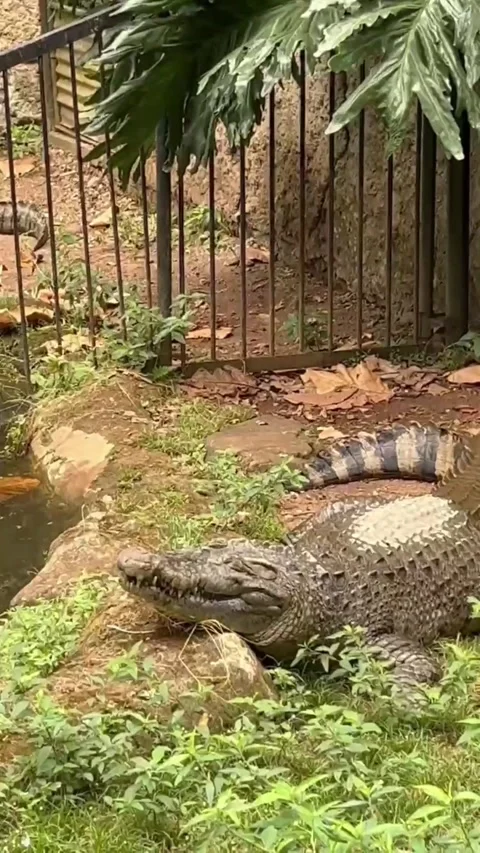 A crocodile rests on the side of a pond Stock Footage 286331468