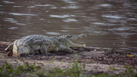 Crocodile on river bank Видео 261378831