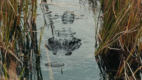 A Crocodile in the River, between Dry Grass, Everglades. Video stock 71350141