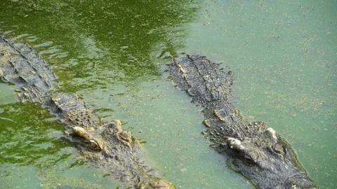 Crocodile at River Danger Stock Footage 78185977