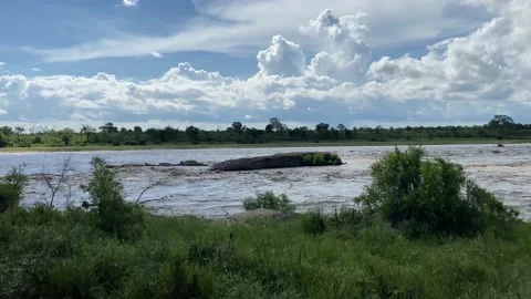 Crocodile river flood clip 2 Stock Footage 169389062