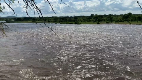 Crocodile river flood clip 3 Stock Footage 169388795