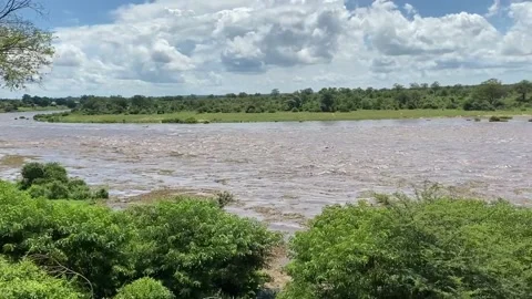 Crocodile river flood Stock Footage 169387664