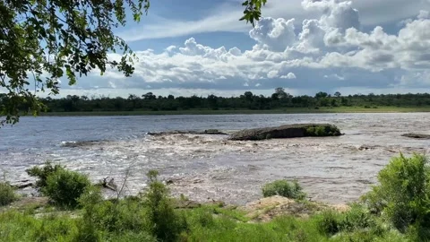 Crocodile river Flooding Stock Footage 169388617