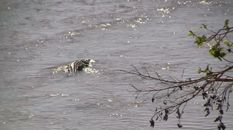 Crocodile in river Stock Footage 8622775