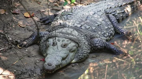 Crocodile in River Stock Footage 42355456
