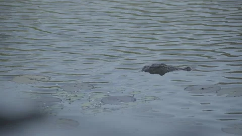 Crocodile in a River Stock Footage 242876348
