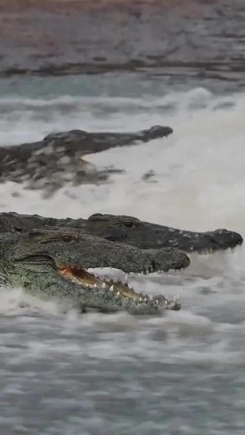 Crocodile in the river Stock Footage 328024034