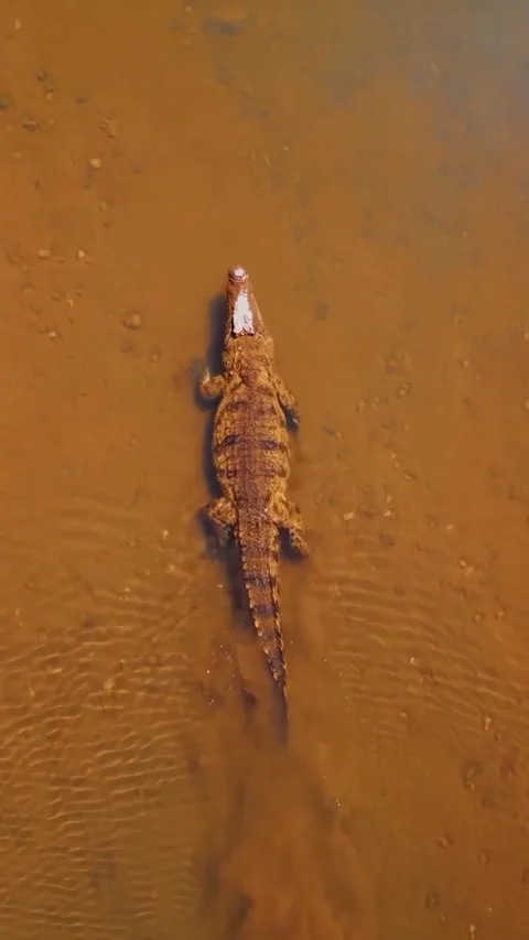 Crocodile in the river Stock Footage 328024100