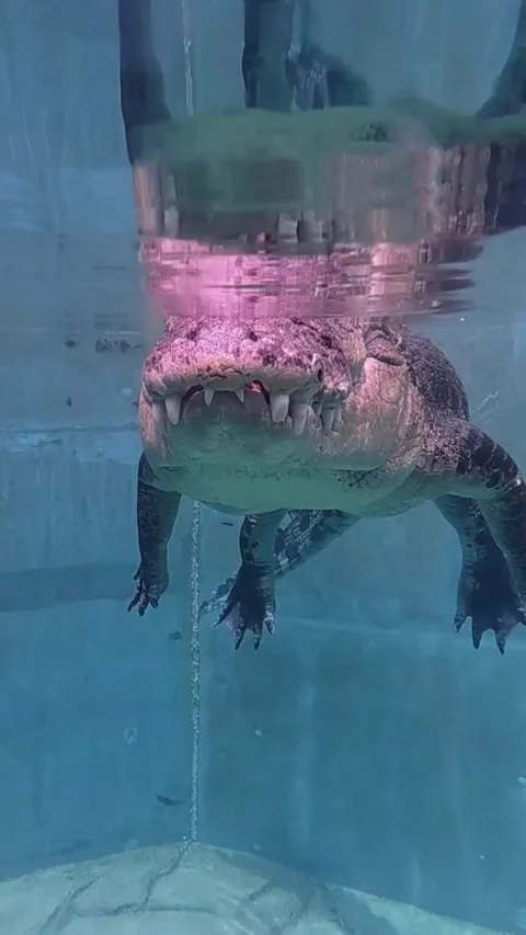 Crocodile in the river Stock Footage 329854822