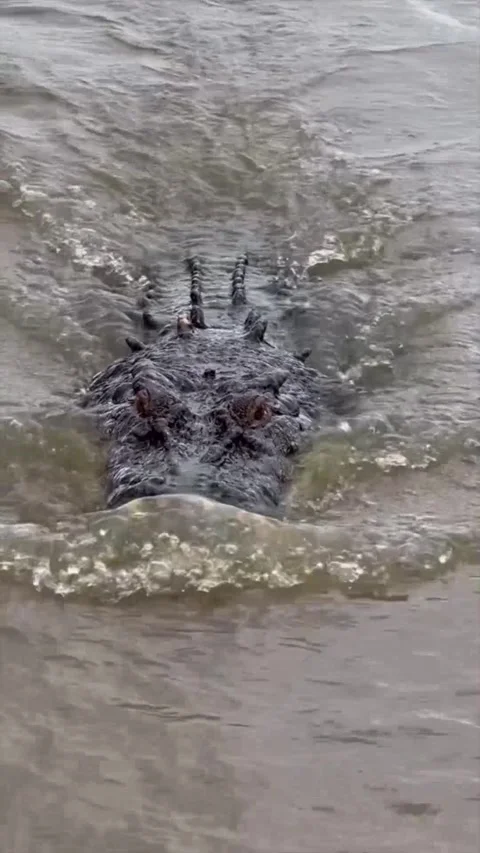 Crocodile in the river 库存影片 329854860