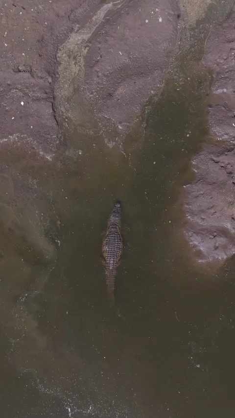 Crocodile in the river Video stock 342126044