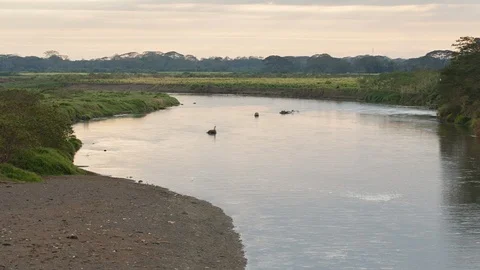Crocodile river in jungles during sunset Stock Footage 107795644