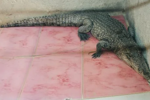 Crocodile of river Nile Stock Photos