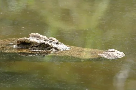 Crocodile in river Foto stock