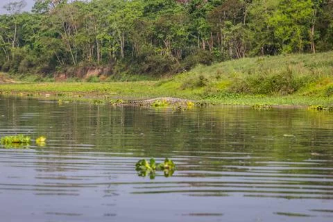 Crocodile in the river Stock Photos