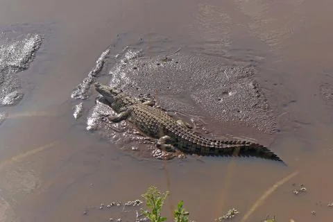 Crocodile in river Stock Photos