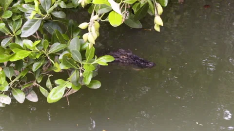 Crocodile in the river, slow motion Stock Footage 149605177