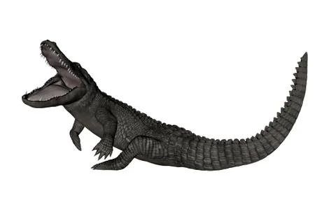 Crocodile roaring up - 3D render Stock Illustration