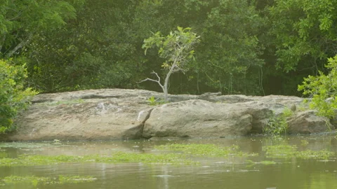 Crocodile on the rock and Monkey behind -Sri Lanka Stock Footage 234908388