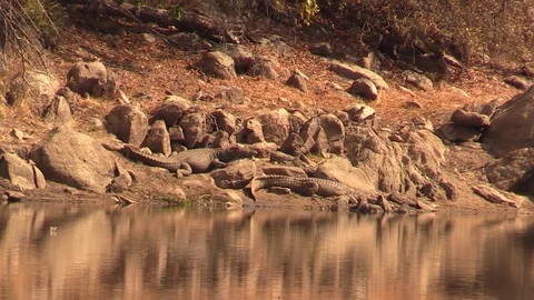Crocodile Run Into Water Stock Footage 69900481
