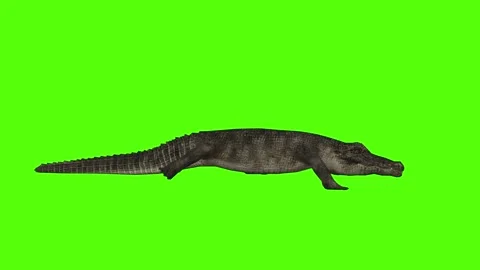 Crocodile Running Attack Green Screen Animation 4k Rendering Stock Footage 296980322