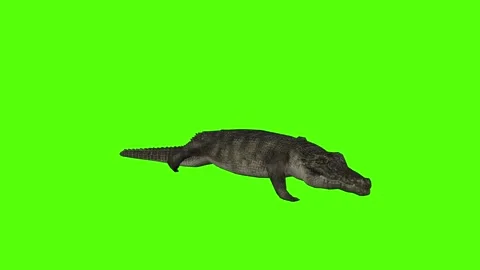 Crocodile Running Attack Green Screen Animation 4k Rendering Stock Footage 296980323