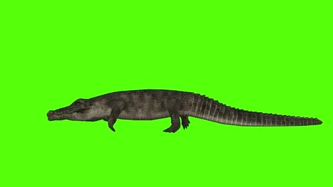 Crocodile Running Green Screen Animation 4k Rendering Stock Footage 296980324