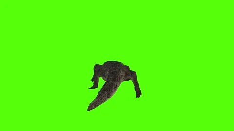 Crocodile Running Green Screen Animation 4k Rendering Stock Footage 296980395
