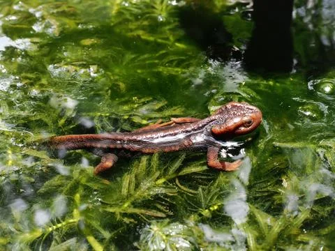 The crocodile salamander has been found on Doi Inthanon, the highest mounta.. Stock Photos