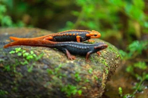 Crocodile Salamander Stock Photos