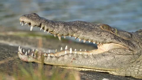 Crocodile Saltwater Killer Stock Footage 147296017