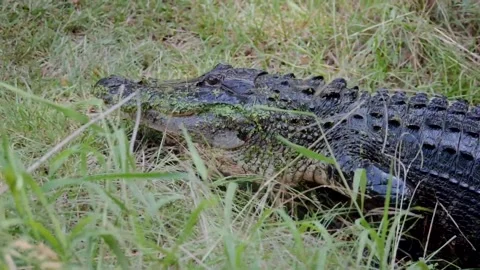 Crocodile savage walking Stock Footage 149274400
