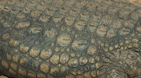 Crocodile scales Stock Footage 30112318