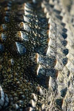 Crocodile scales Stock Photos