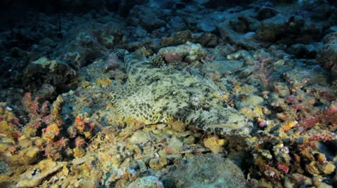 Crocodile at the seabed Stock Footage 22724090