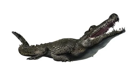 Crocodile - separated on white background Stock Illustration