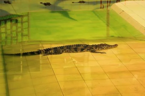 Crocodile in the shallows of the pool Stock Photos