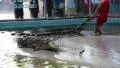 Crocodile show in Pattaya, Thailand HD Footage