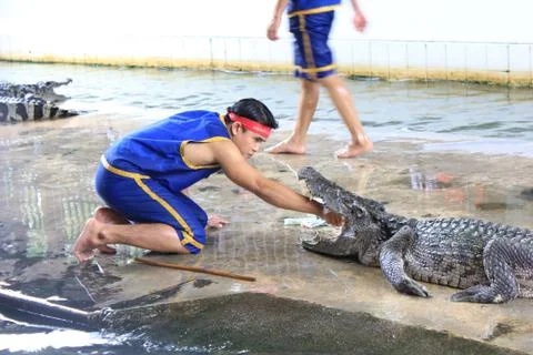 Crocodile show Stock Photos