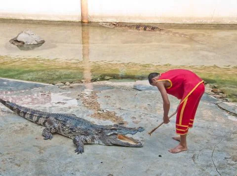 Crocodile show Stock Photos