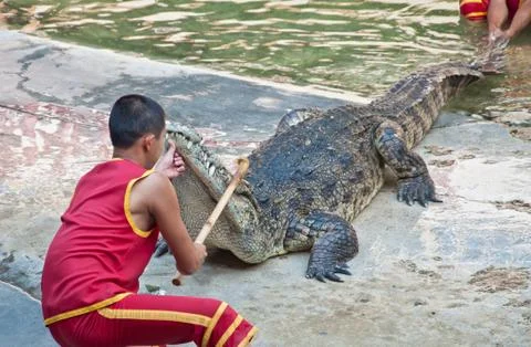 Crocodile show Stock Photos