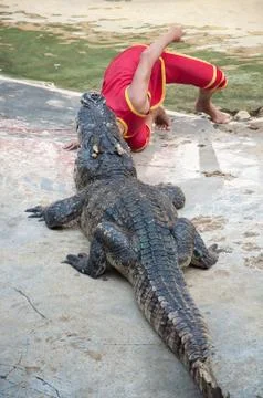 Crocodile show Stock Photos