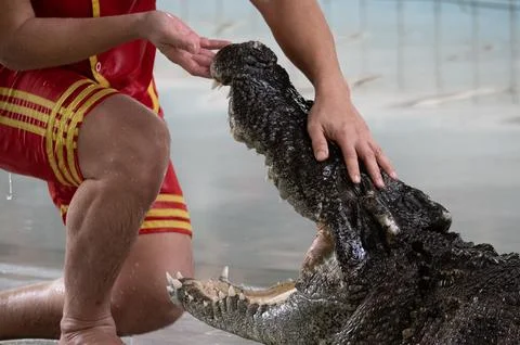 Crocodile show Stock Photos