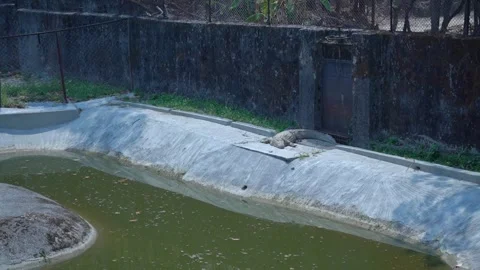 Crocodile Sightings in India Stock Footage 313570754