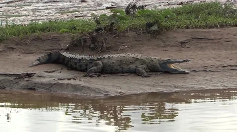 Crocodile sitting on the shore Video stock 45267234